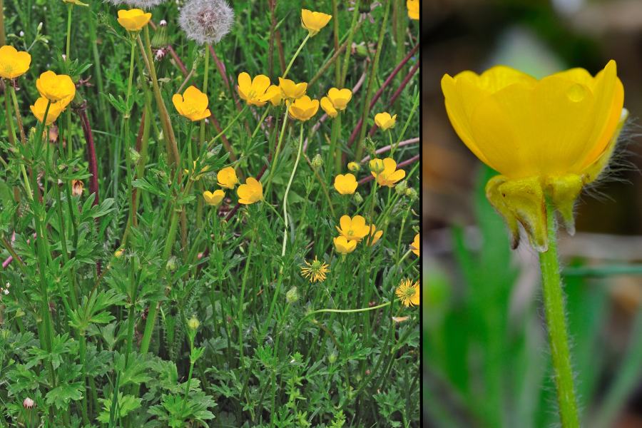 Knolliger Hahnenfuss Ranunculus bulbosus 1