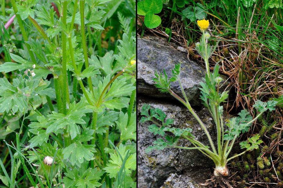 Knolliger Hahnenfuss Ranunculus bulbosus 2