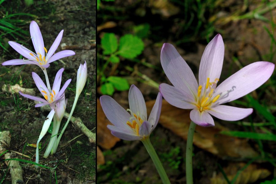 Herbstzeitlose Colchicum autumnale 1