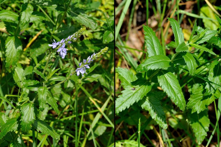 Grosser Ehrenpreis Veronica teucrium 1