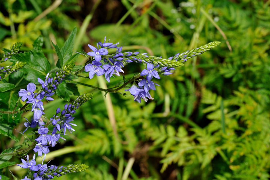 Grosser Ehrenpreis Veronica teucrium 2