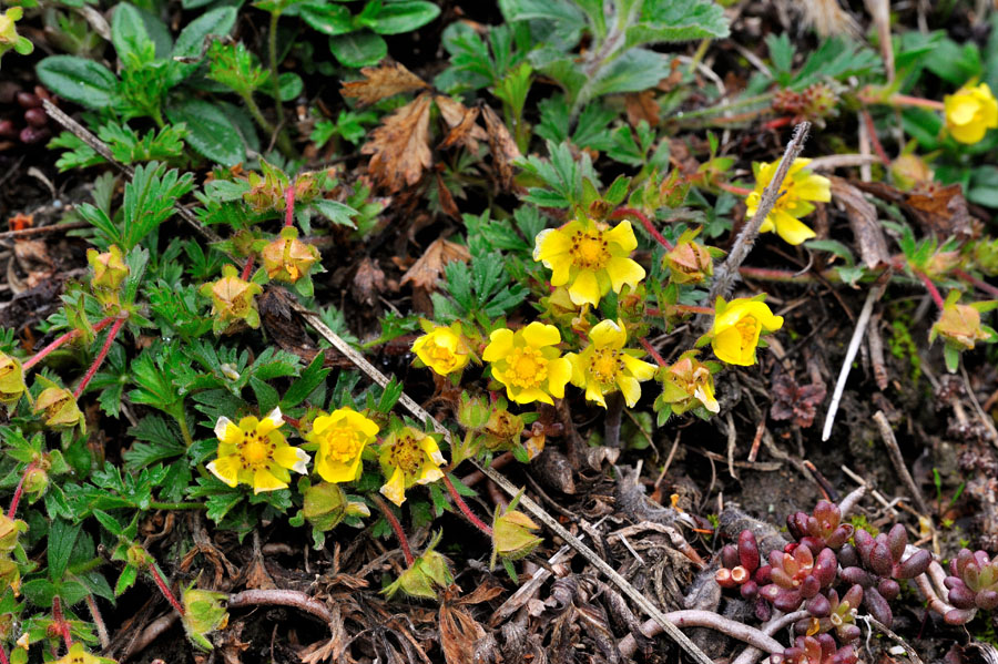 Fruehlings-Fingerkraut Potentilla neumanniana 1