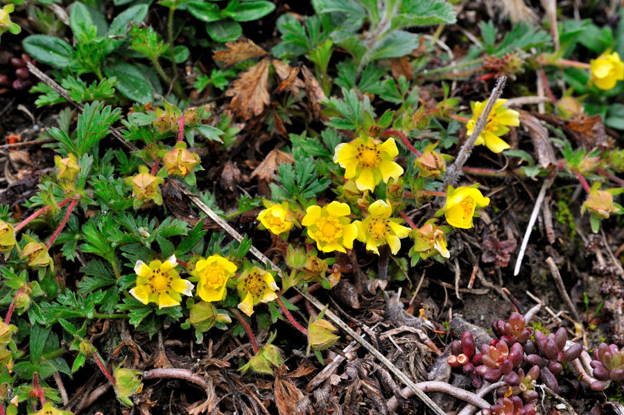 Fruehlings-Fingerkraut Potentilla neumanniana 1