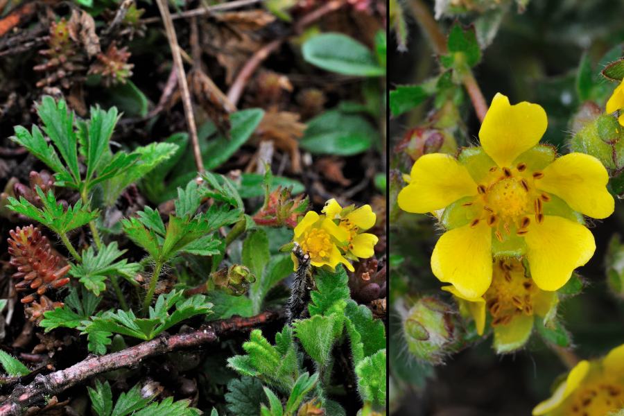 Fruehlings-Fingerkraut Potentilla neumanniana 2