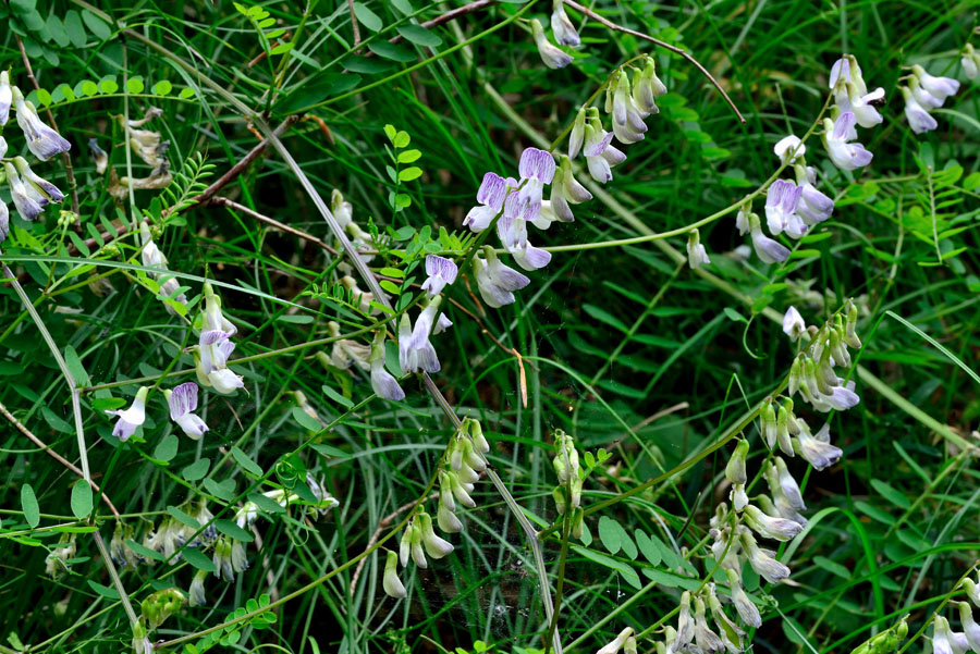Waldwicke Vicia sylvatica 1