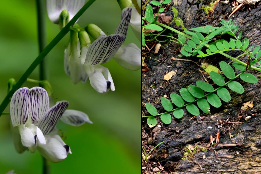 >Waldwicke Vicia sylvatica 2