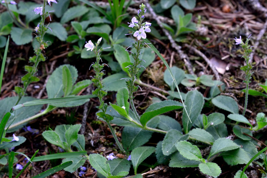 Echter Ehrenpreis Veronica officinalis 1