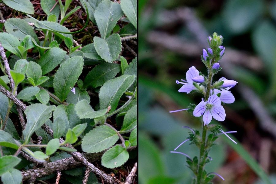 Echter Ehrenpreis Veronica officinalis 2