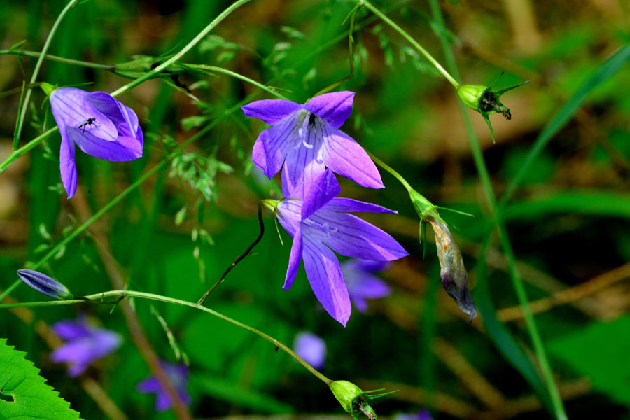 Wiesenglockenblume Campanula patula 1