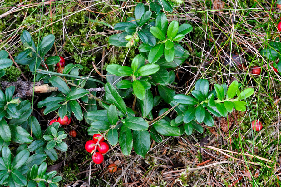 Preiselbeere Vaccinium vitis-idaea 1