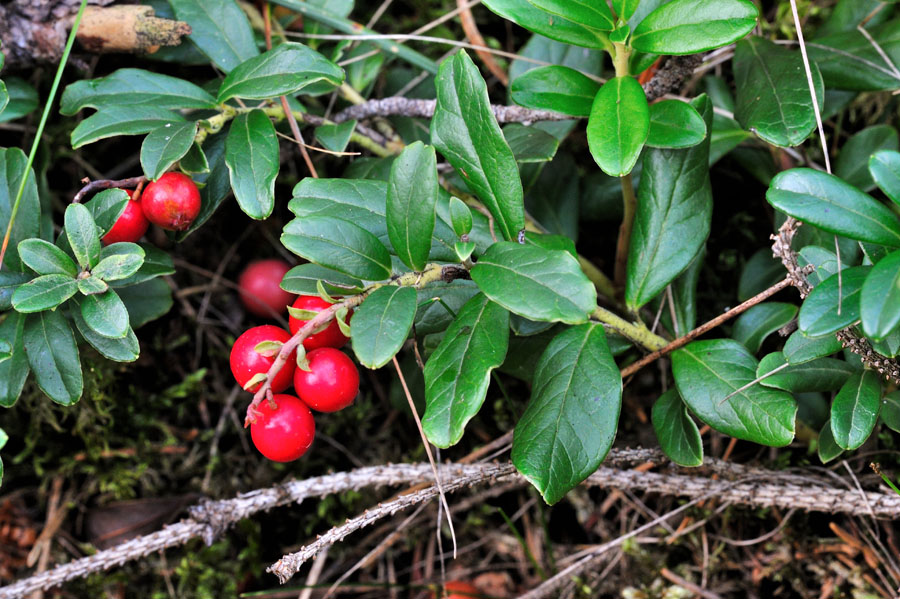 Preiselbeere Vaccinium vitis-idaea 2