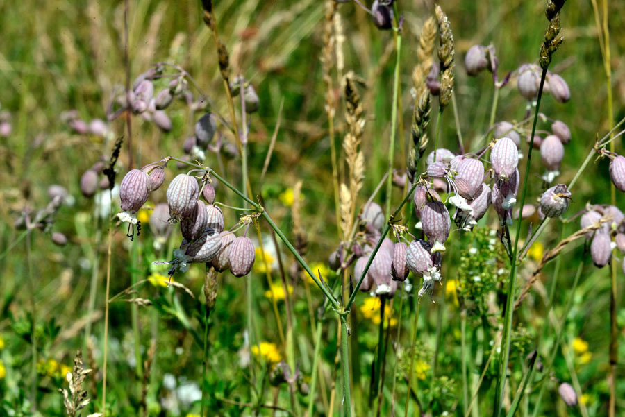 Taubenkropf-Leimkraut Silene vulgaris 1