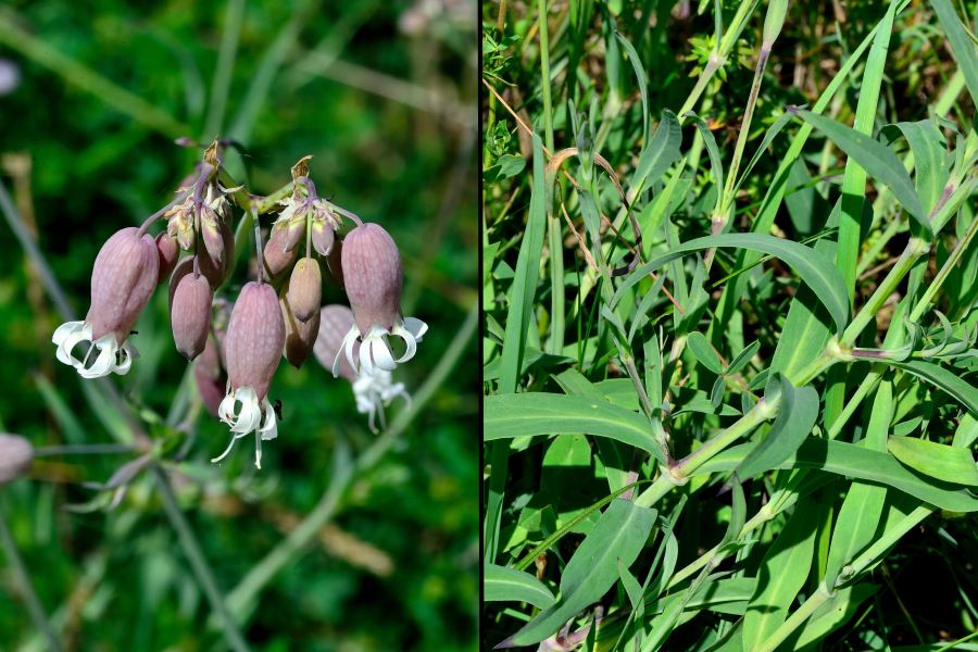 Taubenkropf-Leimkraut Silene vulgaris 2