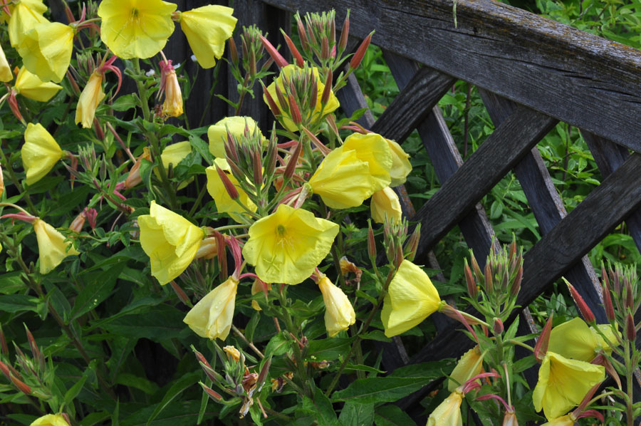 Gemeine Nachtkerze, Oenothera biennis 1