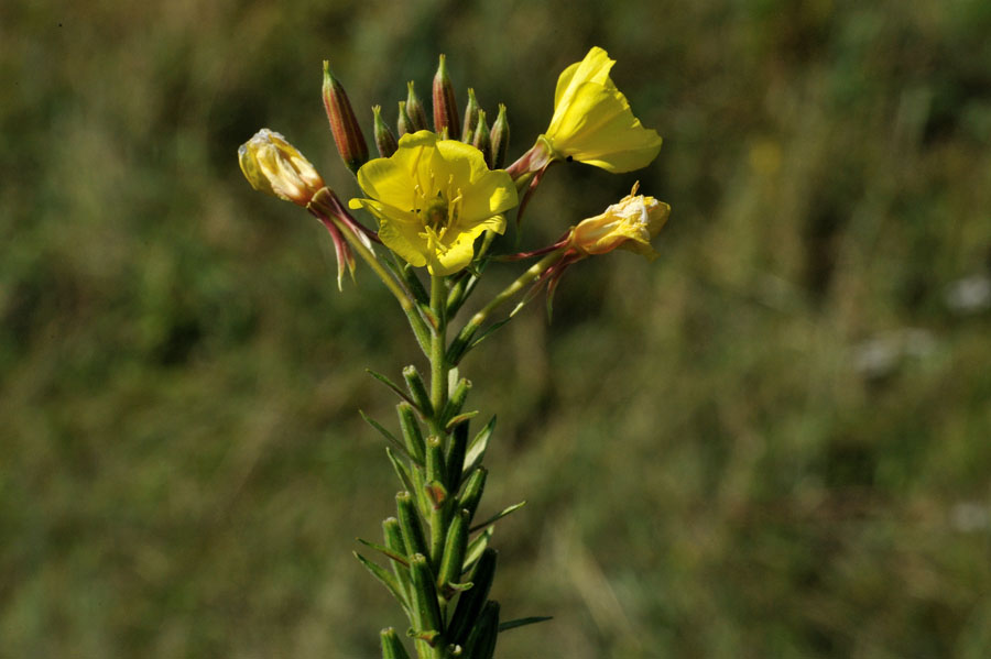 Gemeine Nachtkerze Oenothera biennis 2