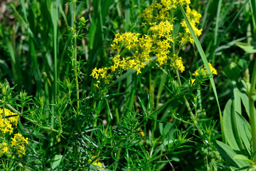 Feinstrahl, Echtes Labkraut Galium verum 1