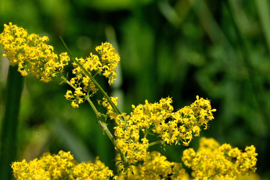 Echtes Labkraut Galium verum 2