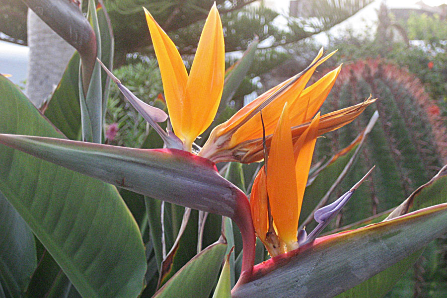 Koenigsstrelitzie Strelitzia reginae