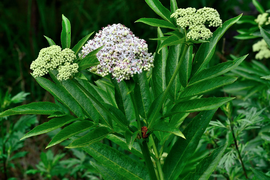 Zwergholunder Sambucus ebulus 1