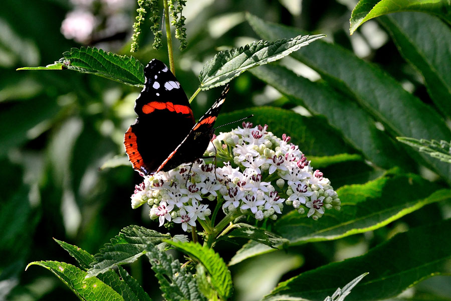 Zwergholunder Sambucus ebulus 2