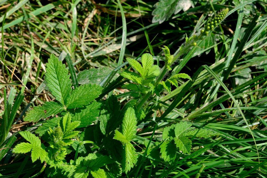 Kleiner Odermennig Agrimonia eupatoria 2