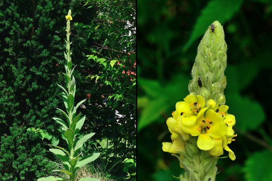 >Kleinbluetige Koenigskerze Verbascum thapsus 1