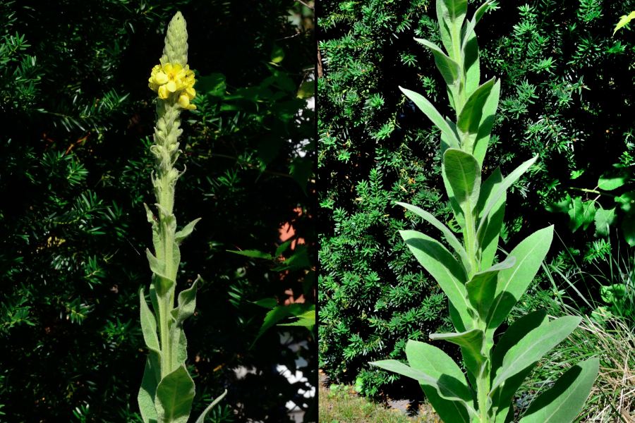 >Kleinbluetige Koenigskerze Verbascum thapsus 2