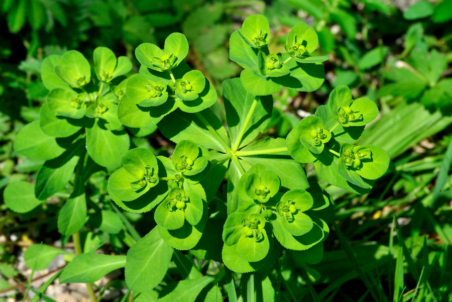 Sonnenwend-Wolfsmilch Euphorbia helioscopia 2