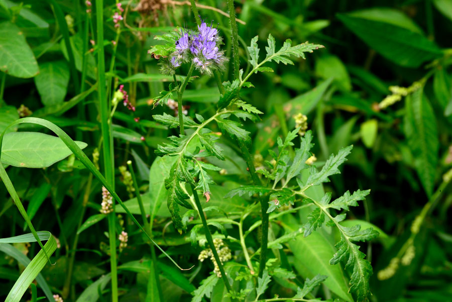 Rainfarn-Phazelie Phacelia tanacetifolia 1