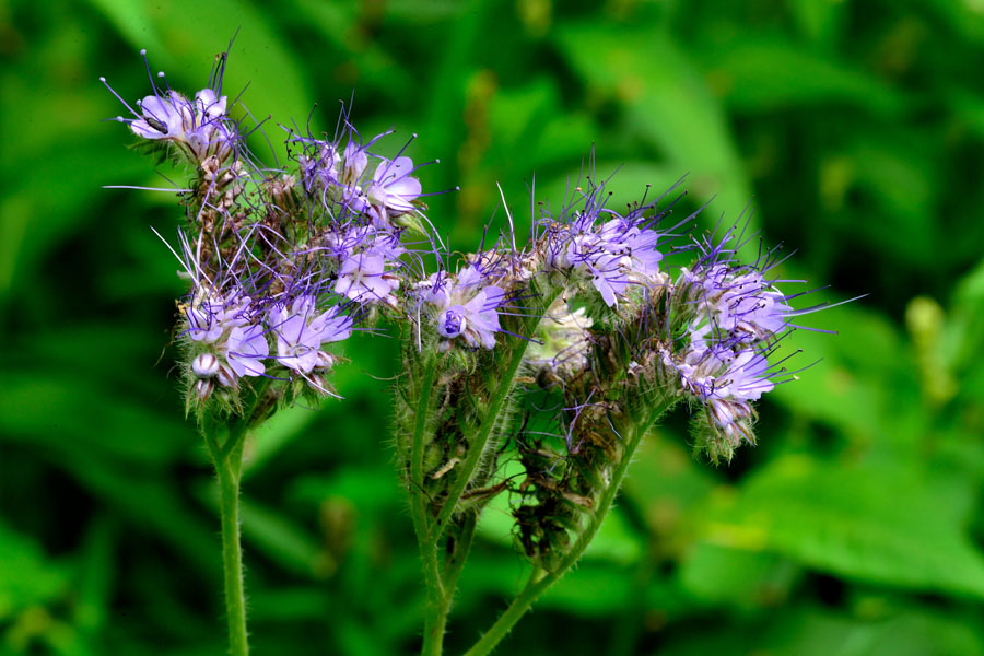 Rainfarn-Phazelie Phacelia tanacetifolia 2