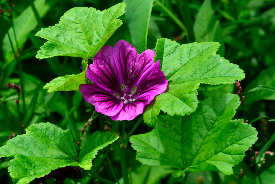 Mauretanische Malve Malva mauritiana 1