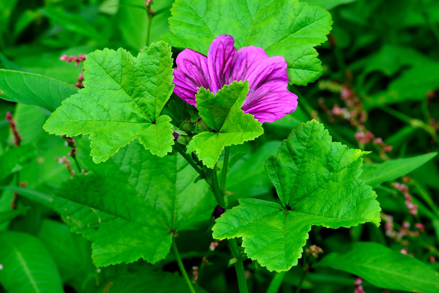 Mauretanische Malve Malva mauritiana 2