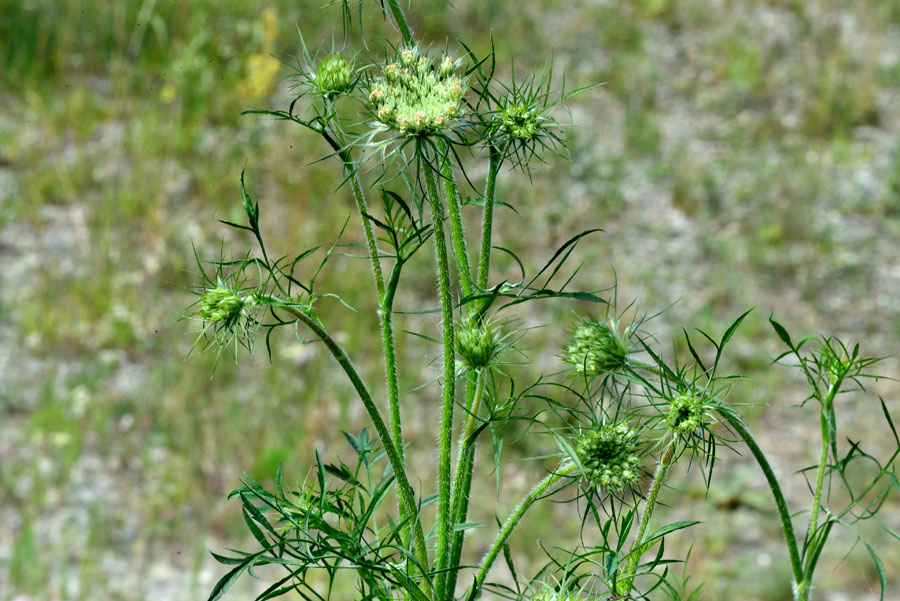 >Wilde Moehre Daucus carota subsp. carota 1