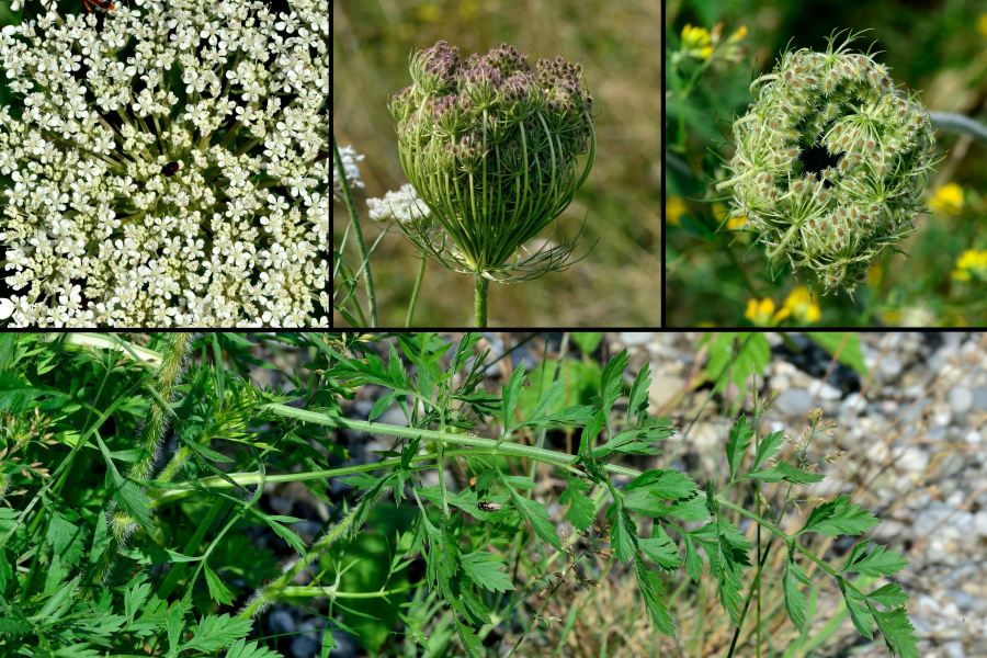 >Wilde Moehre Daucus carota subsp. carota 2