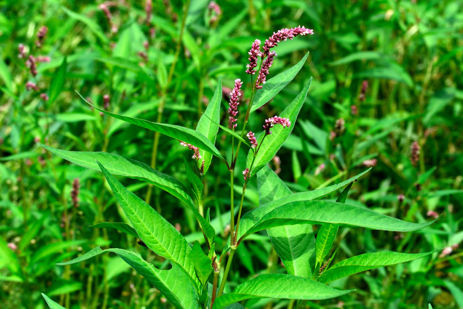 Ampfer-Knoeterich Persicaria lapathifolia 1