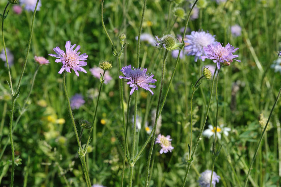 Acker-Witwenblume Knautia arvensis 1