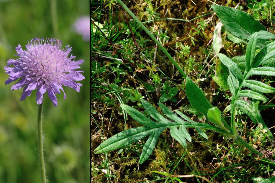 Acker-Witwenblume Knautia arvensis 2