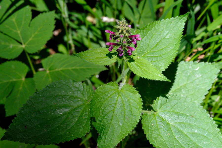 Waldziest Stachys sylvatica 1