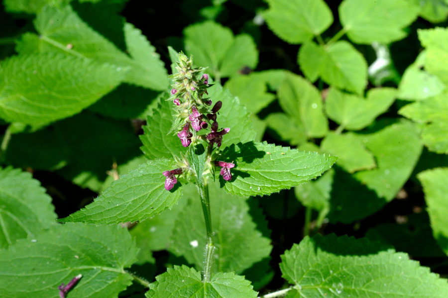 Waldziest Stachys sylvatica 2