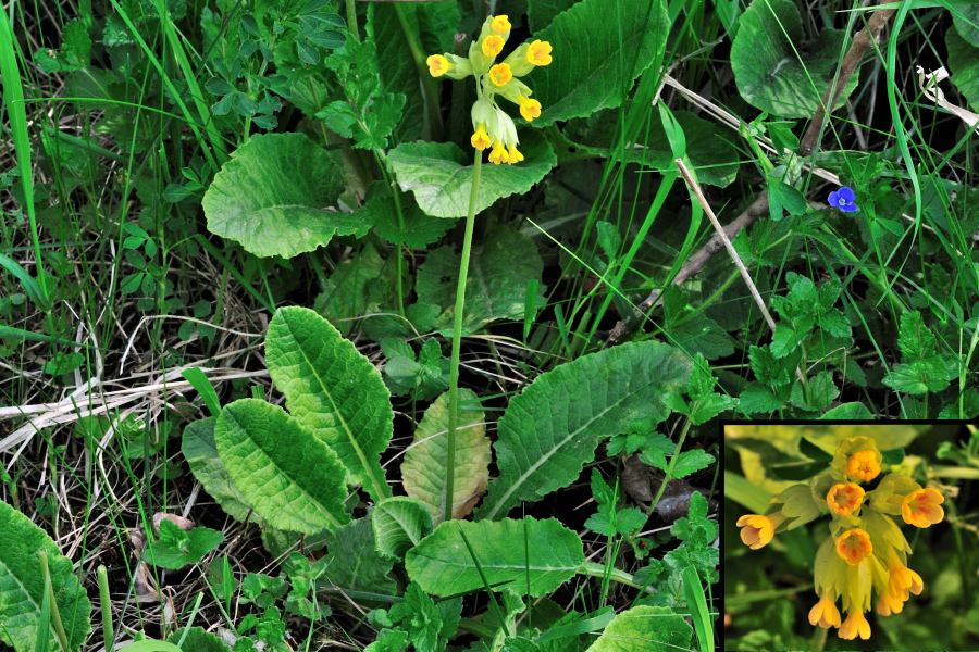 Echte Schlüsselblume Primula veris