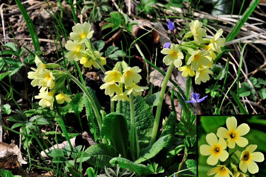 Hohe Schluesselblume Primula elatior 