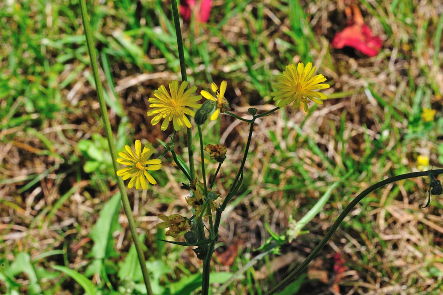 Wiesenpippau Crepis biennis 1