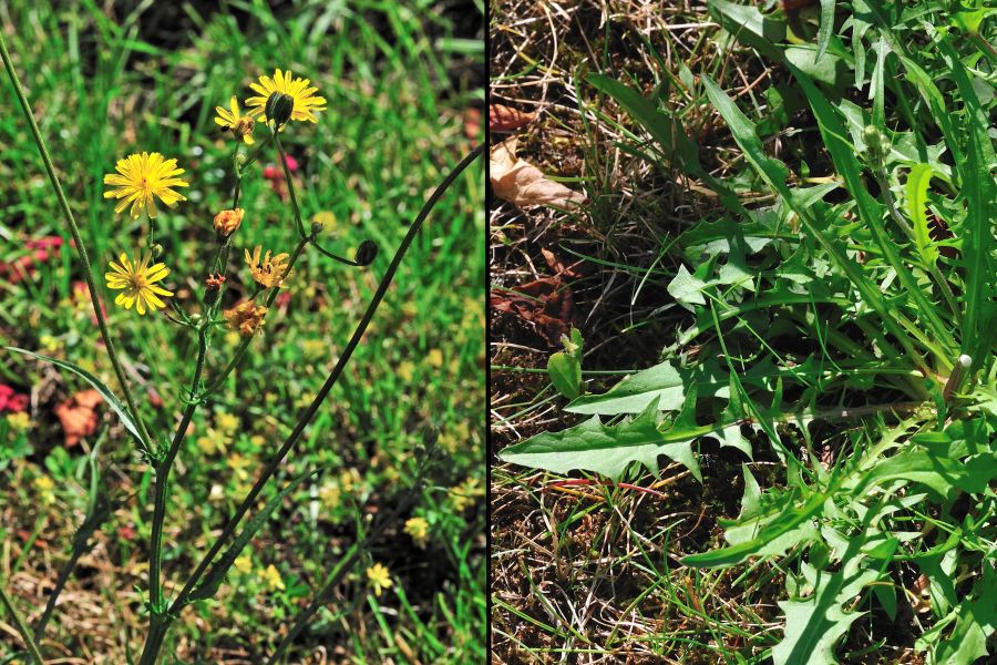 Wiesenpippau Crepis biennis 2