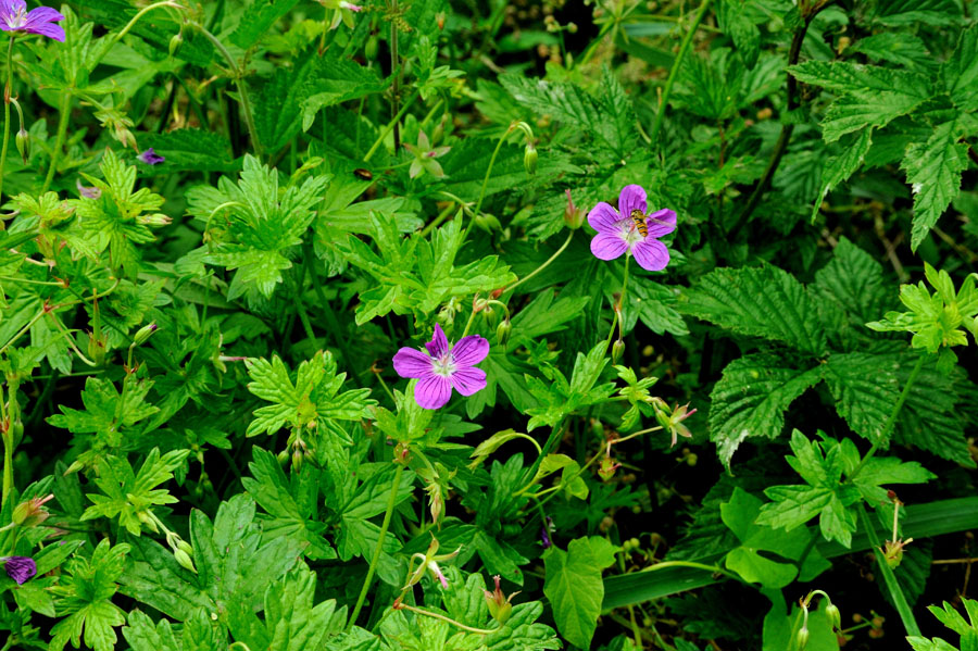 Wald-Storchschnabel Geranium sylvaticum 1