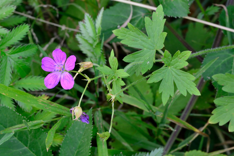 Wald-Storchschnabel Geranium sylvaticum 2