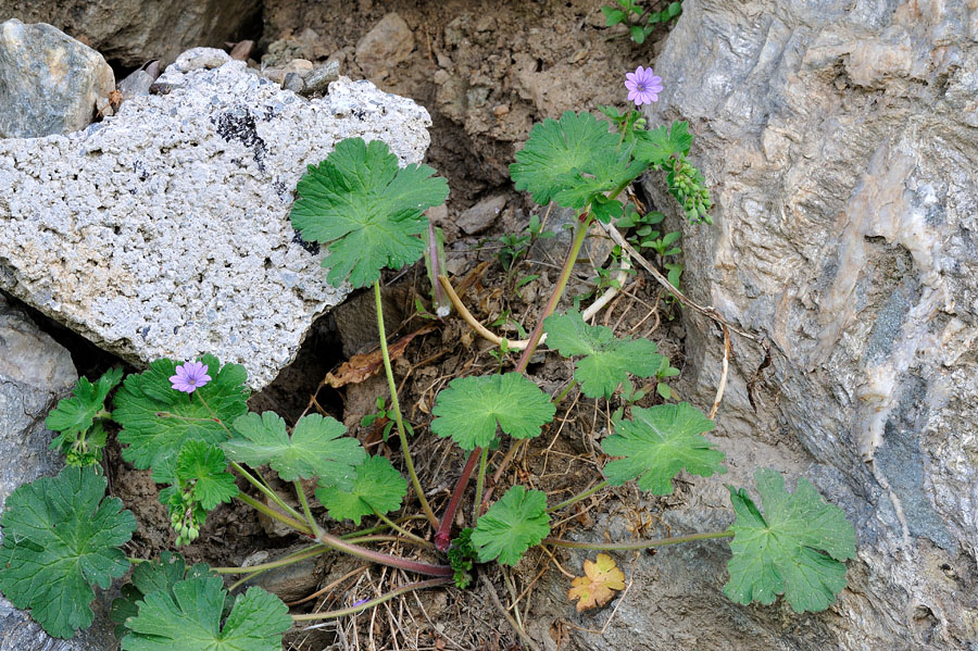 Pyrenaeen-Storchschnabel Geranium pyrenaicum 1