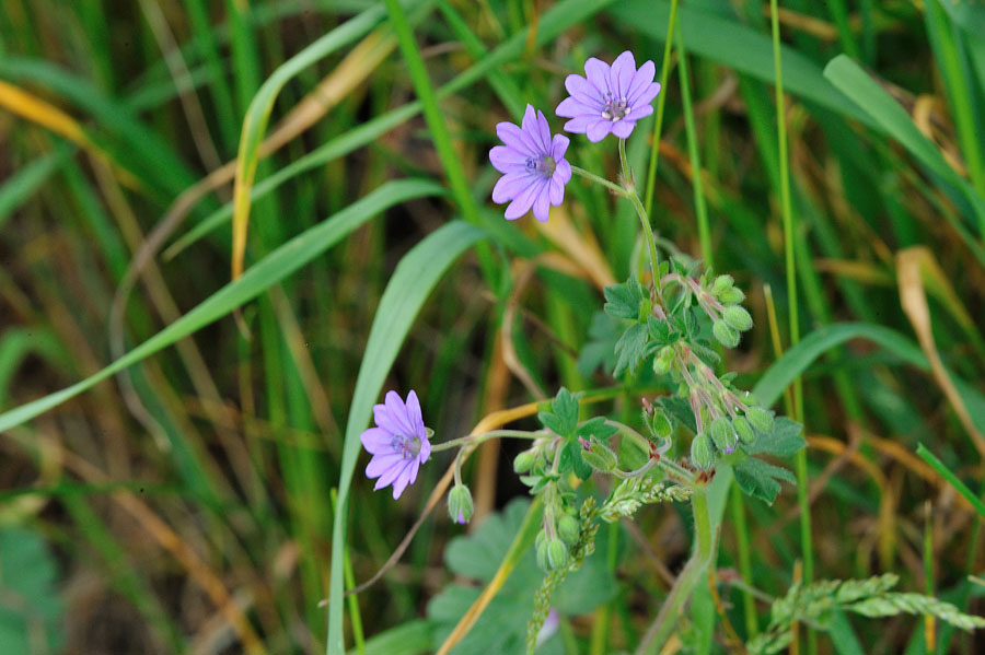 Pyrenaeen-Storchschnabel Geranium pyrenaicum 2