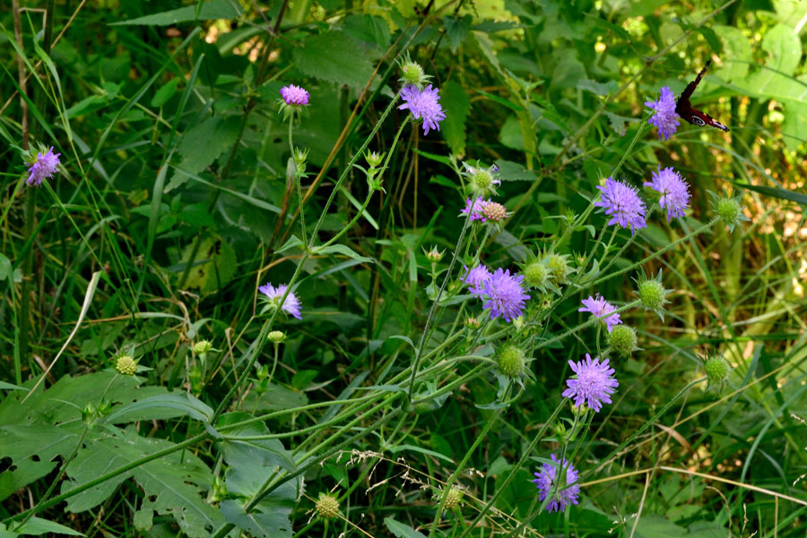 Wald-Witwenblume Knautia dipsacifolia 1