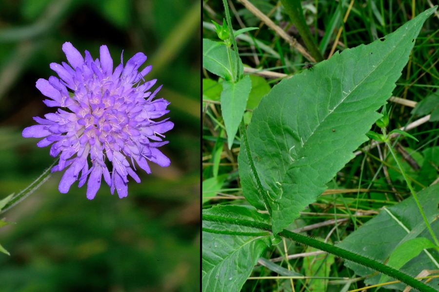 Wald-Witwenblume Knautia dipsacifolia 2