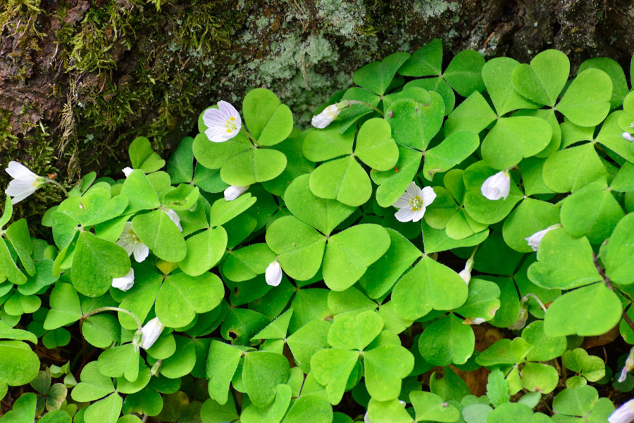 Waldsauerklee Oxalis acetosella 1